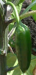 Jalapeno Pepper Photo