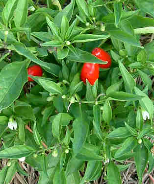 Hot thai peppers