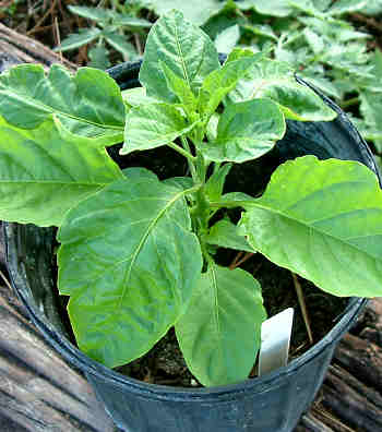 A Bhut Jolokia plant, almost ready to be put into its final container home.