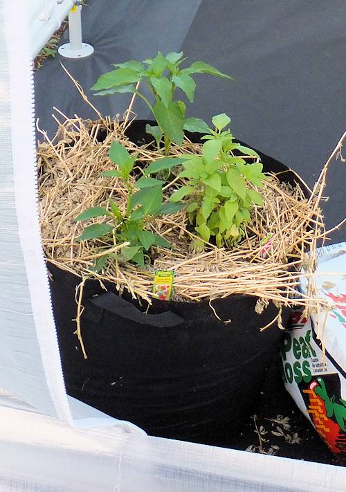 Here is a grow bag / smart pot with peppers and basil.