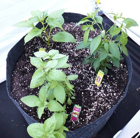 Tabasco (upper left), Dragon Cayenne (upper right) and Cinnamon Basil (foreground).  These were just planted 3 days ago.