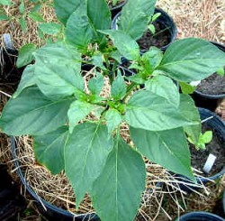 Jalapeno Plant, Growing in a Container