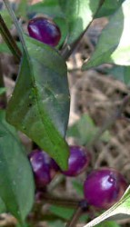 Pretty Purple Pepper