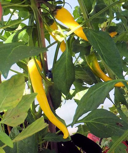 Yellow Cayenne Hot Chile Pepper