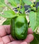 Sweet Bell Peppers - Growing