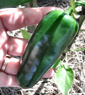 Mammoth Jalapeno Pepper