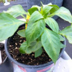 Bell Pepper Starter Plant