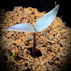 Purple Jalapeno Pepper