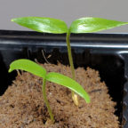 Starting Pepper Plants Indoors - Seed Starting Under the Dome