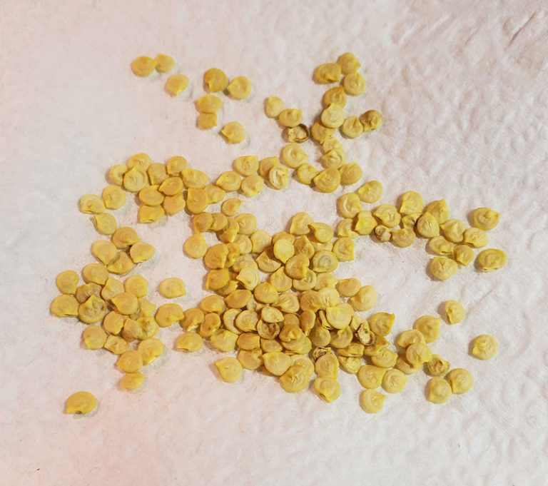 Planting Grocery Store Bell Pepper Seeds Homegrown Peppers