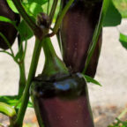 Harvesting Peppers - Picking Purple Peppers